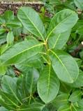 Prunus luraseracus